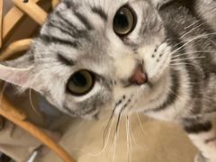 -猫友咖啡店(玉林西路店)