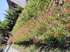 -田园东方蜜桃村的田野营地