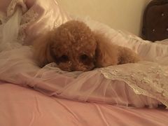 -喜多萌中农锦绣动物医院24H·猫科·牙科MRI·CT