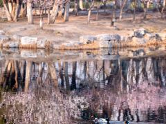 -桃花堤公园