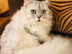-猫友咖啡店(玉林西路店)