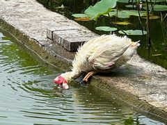 -莲花池公园