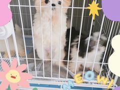 -翊宠yipet猫狗购宠庄园犬舍•猫舍