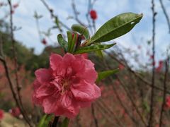 -南国桃园旅游度假区