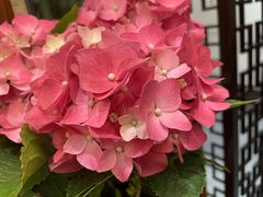 -东湖印象汉寿特色甲鱼钵子菜(渔人码头店)