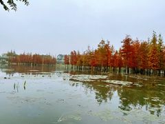 -白鹭湾湿地公园