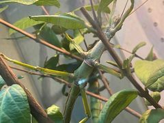 -上海大自然野生昆虫馆(东方明珠·爬宠昆虫探索中心)