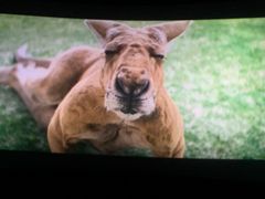 -横店电影城横影巨幕S-PLUS(港悦广场店)