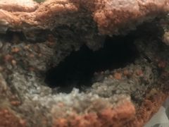 -85度C(北京八角物美店)