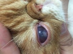 -爱侣宠医·鹦鹉专科·小型哺乳类·异宠专科(灵石路店)