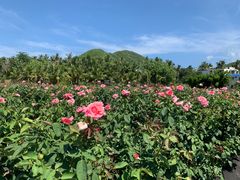 -亚龙湾国际玫瑰谷