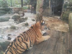 -海南热带野生动植物园