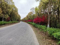 -上海海湾国家森林公园