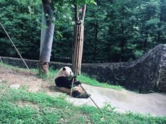 -都江堰中华大熊猫苑