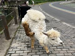 -常州淹城野生动物世界