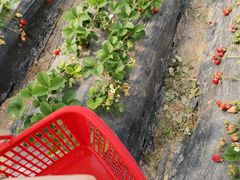 -喜杨洋草莓采摘园