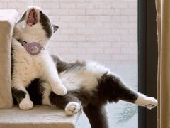 -爱侣宠医·鹦鹉专科·小型哺乳类·异宠专科(灵石路店)