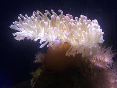 -悉尼海洋生物水族馆