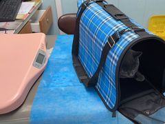 -纳吉亚猫专科动物诊疗中心(蒋宅口分院)