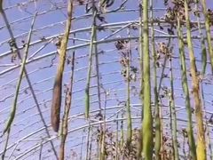 -北戴河集发农业梦想王国