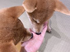 -逗柴咖啡屋·狗咖猫咖宠物桌游