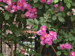 -常熟路(地铁站)