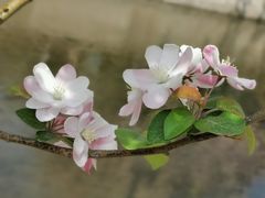 -海棠花溪(元大都城垣遗址公园)