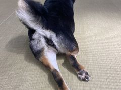 -逗柴咖啡屋·狗咖猫咖宠物桌游