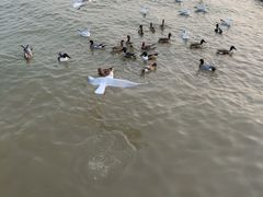 -深圳湾公园(南山区)