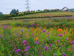 -紫颐香薰山谷景区