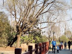 -上海滨江森林公园