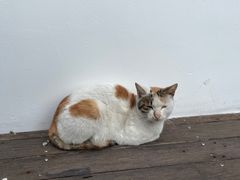 -日出青木