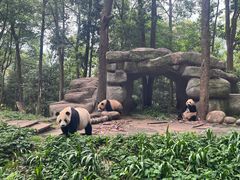 -中国大熊猫保护研究中心雅安碧峰峡基地