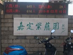 -嘉定紫藤园