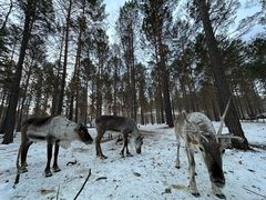 -北极村旅游风景区