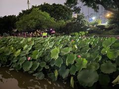 -光明港公园