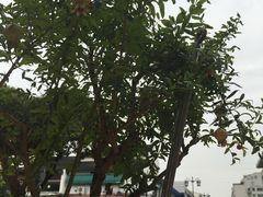 -大郎桥瑞陆糖粥(小太平巷店)