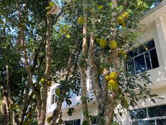 -中国科学院西双版纳热带植物园
