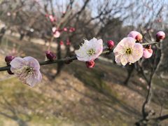 -光福景区