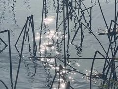 -湖畔居茶楼(湖滨店)