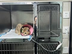 -半岛宠物医院24小时(科华中路店)