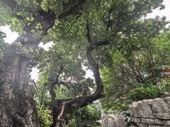 -荔湾湖公园
