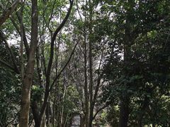 -大屏嶂森林公园
