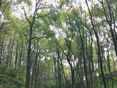 -南山植物园
