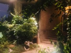 -罗亚帝·NASHOW纳秀形象设计