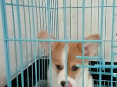 -1013 PET SHOP 宠物商店(近铁城市广场店)