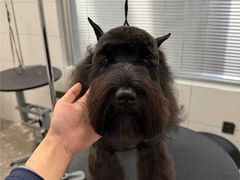 -帕帕拉兹宠物(亚洲旗舰店)