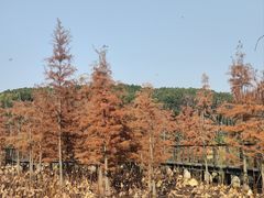 -昆山城市生态森林公园