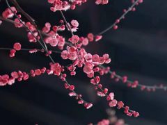 -洋湖国家湿地公园