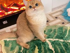 -东方名猫馆·英短金渐层布偶猫舍(环线广场1号楼店)